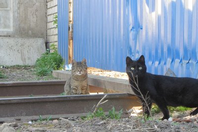 Кошки на ветке ЭЧК 1 мая 2014 Подсолнечная.jpg