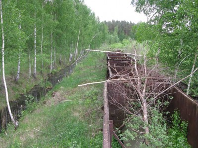 Бобры грузят древесину.