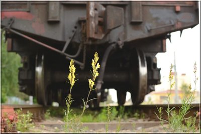 растения в колее на фоне вагона 28 июня 2014.jpg