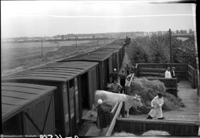 НТВ ВДНХ 1954.jpg